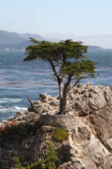 Lone Cypress, 17-Mile Drive, Monterey, Kalifornien