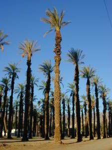 Furnace Creek Ranch, Death Valley, Kalifornien