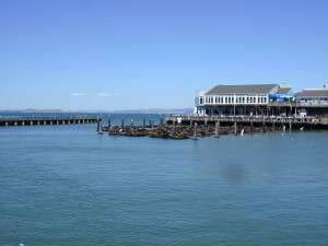 Seelöwen, Pier 39, Fishermans Wharf, San Francisco, Kalifornien