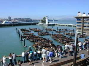 Seelöwen, Pier 39, Fishermans Wharf, San Francisco, Kalifornien