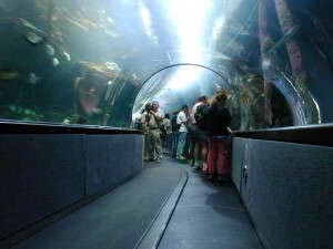 Aquarium of the Bay, Pier 39, Fishermans Wharf, San Francisco, Kalifornien