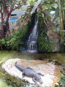 Krokodil, California Academy of Sciences, Golden Gate Park, San Francisco, Kalifornien