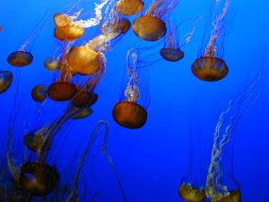 Monterey Bay Aquarium, Monterey, Kalifornien