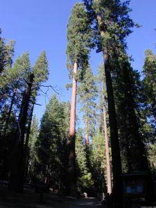 Sequoias, Mariposa Grove, Yosemite, Kalifornien