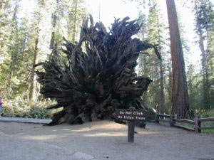 Mariposa Grove, Yosemite, Kalifornien