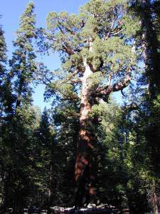 Grizzly Giant, Mariposa Grove, Yosemite, Kalifornien