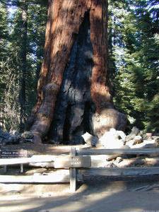 Grizzly Giant, Mariposa Grove, Yosemite, Kalifornien