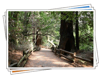 Muir Woods