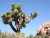 Joshua Tree National Park