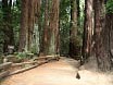 Muir Woods